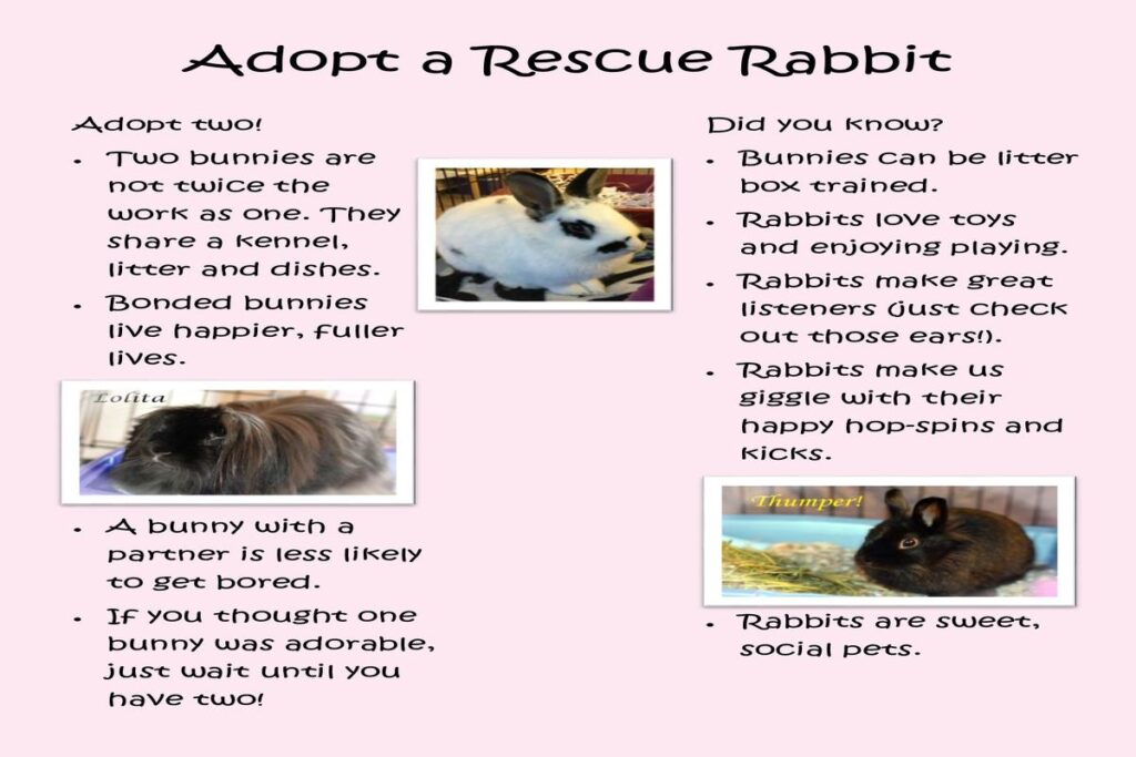 Rabbit Adoption Centers Near Me