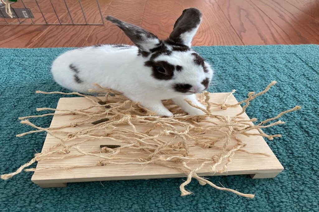 Rabbit Toys For Mental Stimulation