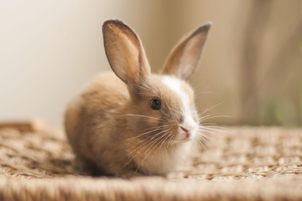 How To Care For A Pet Rabbit