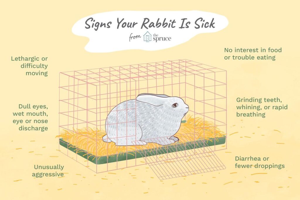 How To Tell If A Rabbit Is Sick