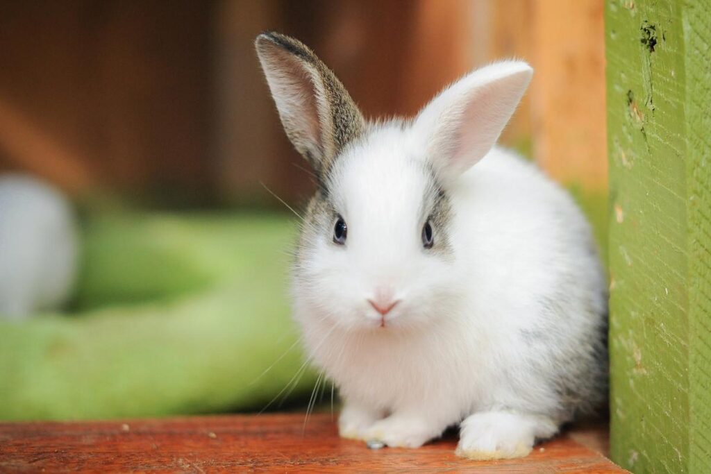 Can Rabbits Be Kept As Pets?