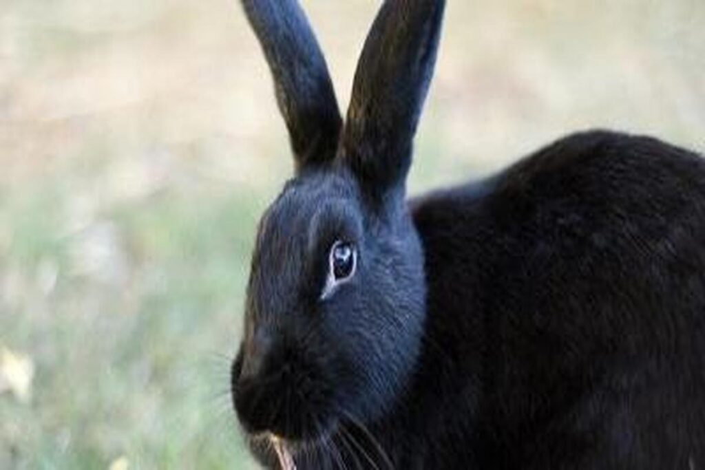 What Are The Signs Of A Healthy Rabbit?