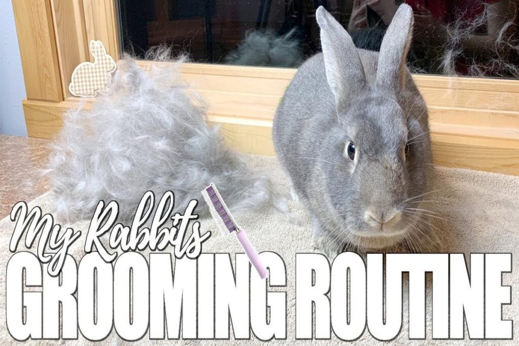 How To Groom A Rabbit