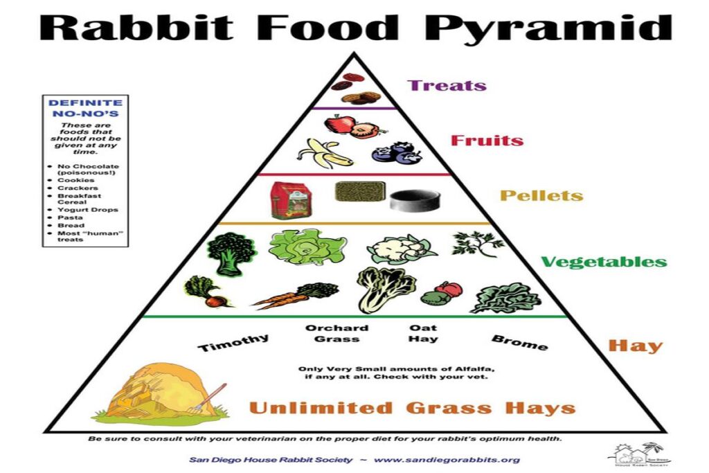 Can Rabbits Eat Fruits And Vegetables?