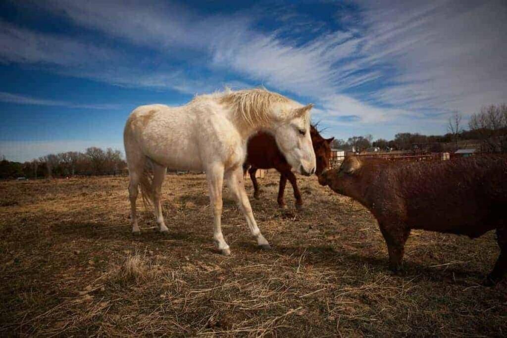 Can Horses Live Together