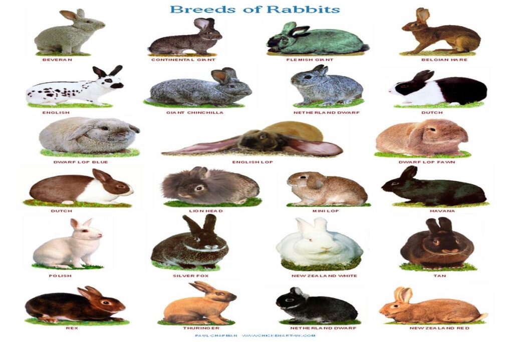 What Are Common Breeds Of Rabbits?