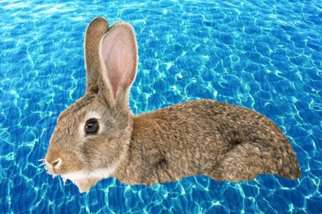 Can Rabbits Swim?