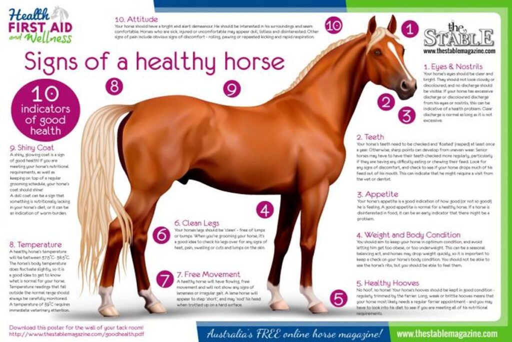 What Are The Signs Of A Healthy Horse