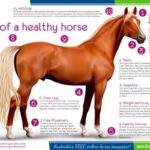 What Are The Signs Of A Healthy Horse