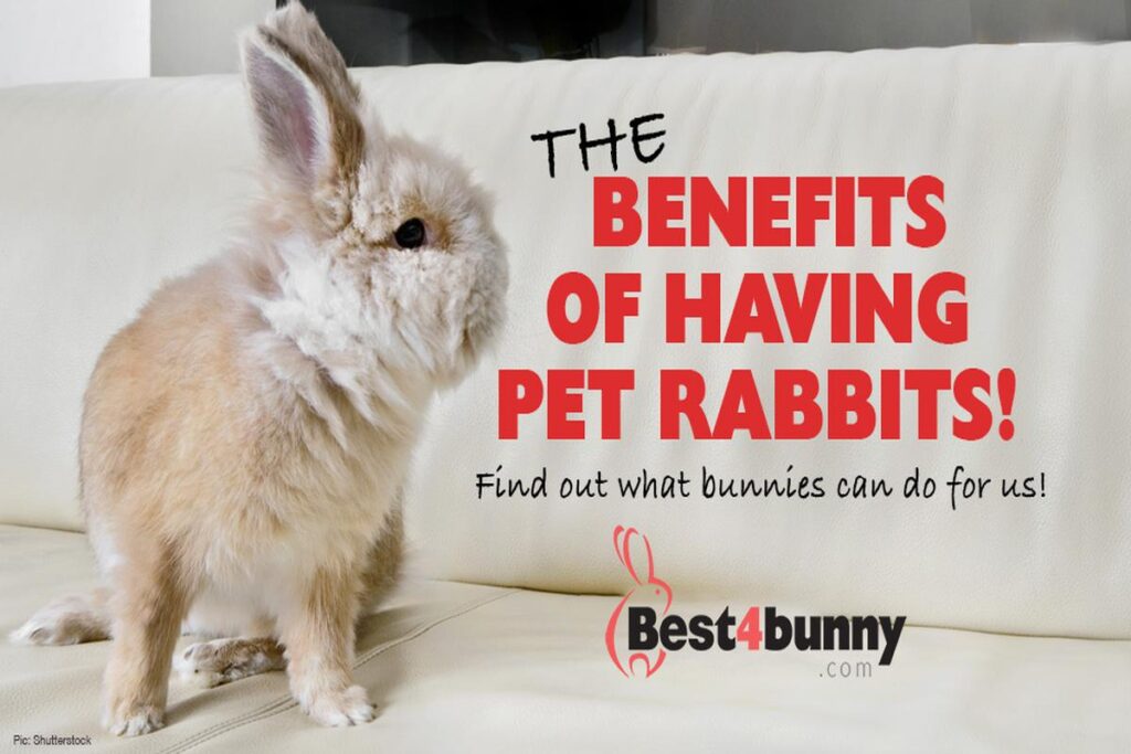 What Are The Benefits Of Having A Pet Rabbit?