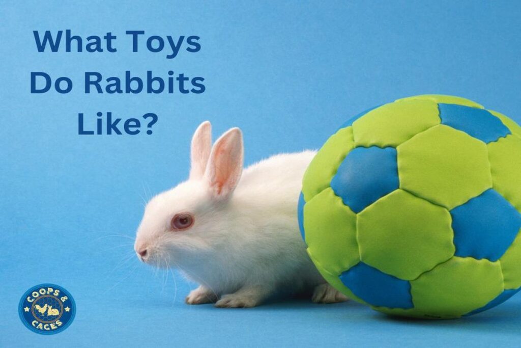 What Toys Are Safe For Rabbits?