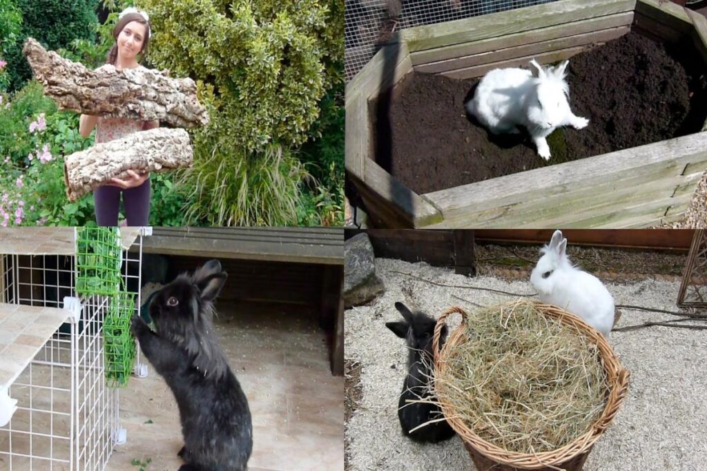 How To Provide Enrichment For Rabbits