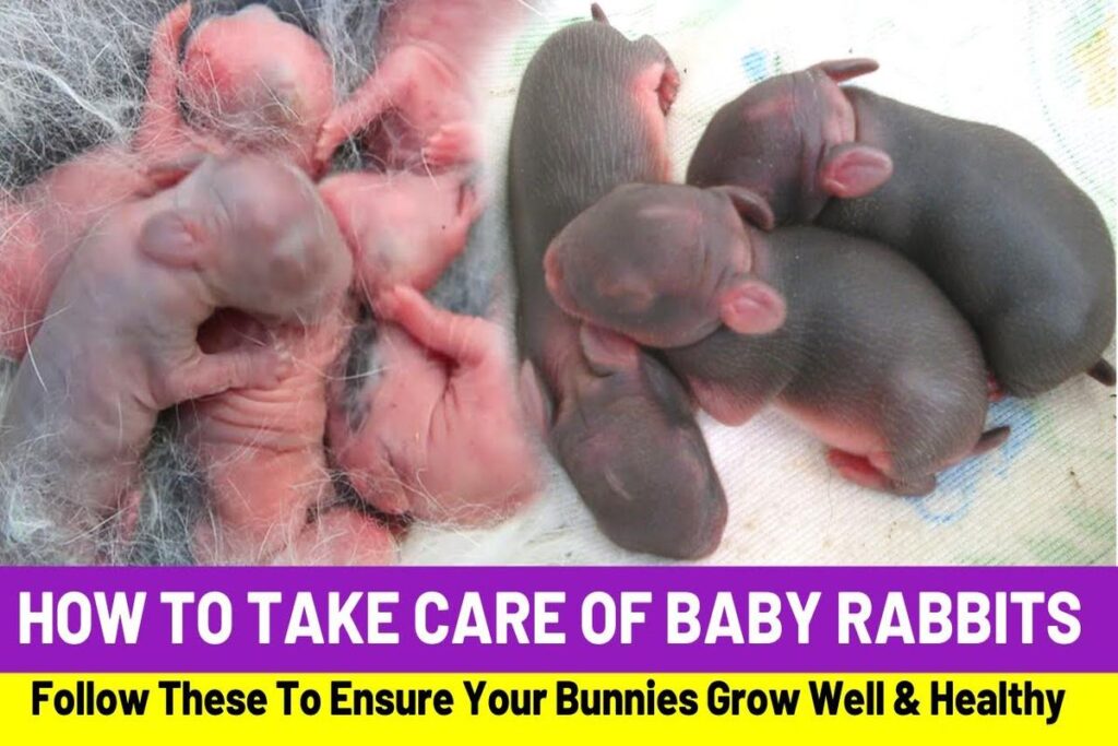 How To Care For A Baby Rabbit