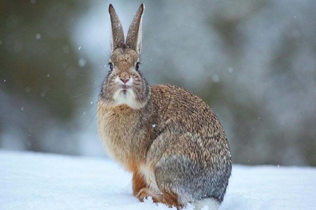 Can Rabbits Live In Cold Weather?