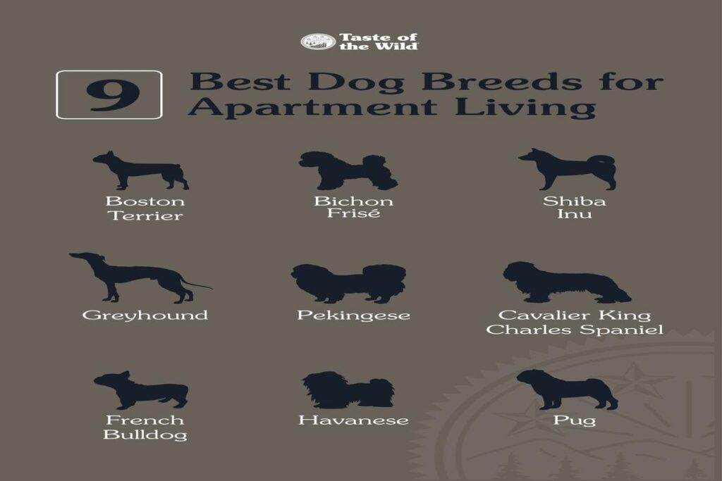 Best Dog Breeds For Apartment Living