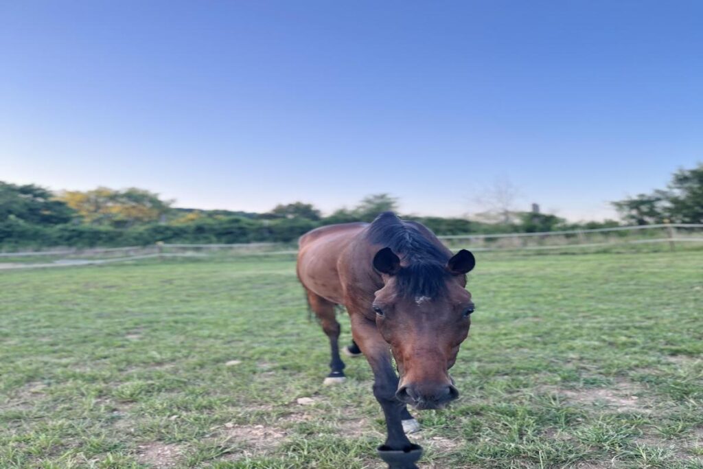 How To Prevent My Horse From Getting Bored