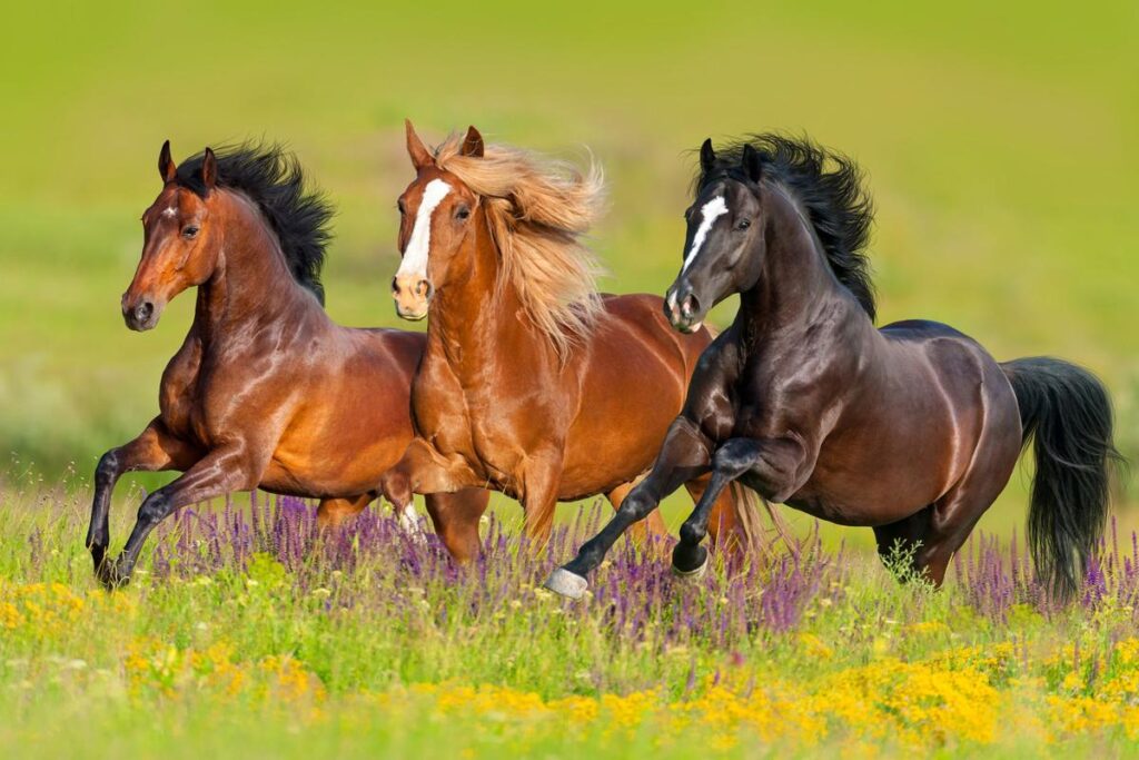 What Are The Signs Of A Happy Horse