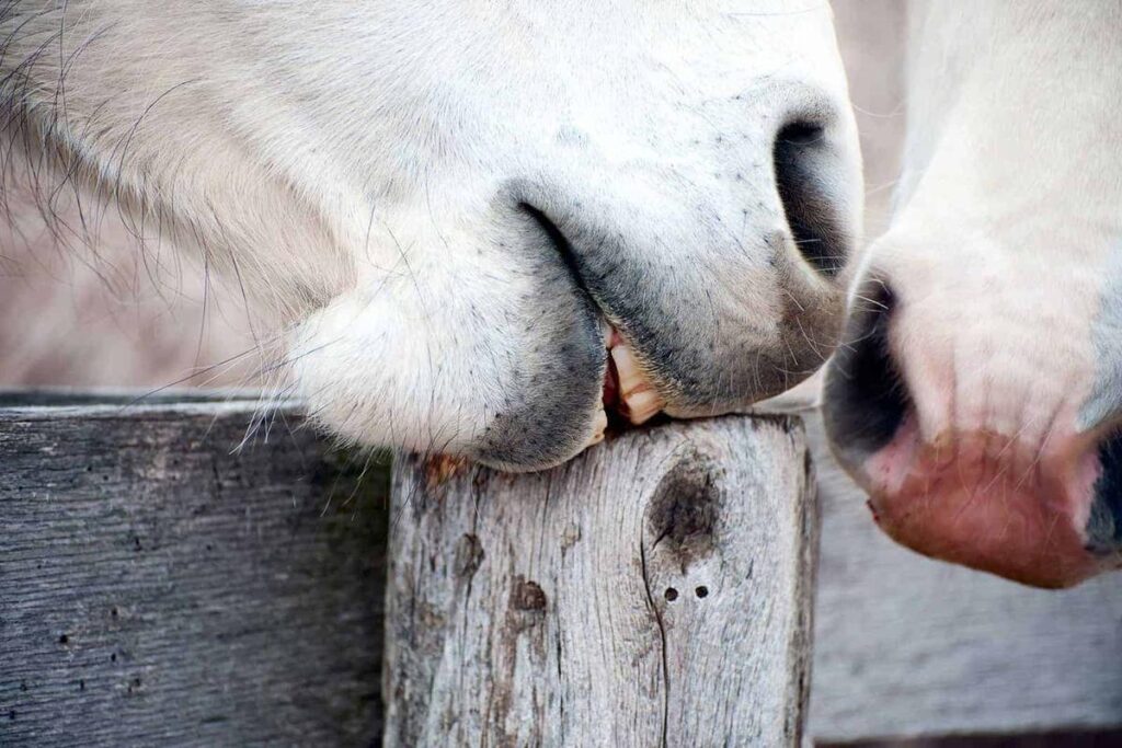 Why Does My Horse Chew Wood