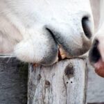 Why Does My Horse Chew Wood