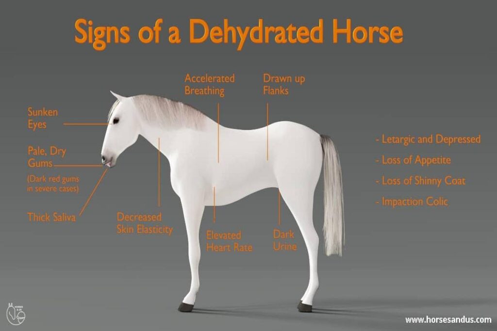 How To Spot Signs Of Dehydration In Horses