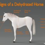 How To Spot Signs Of Dehydration In Horses