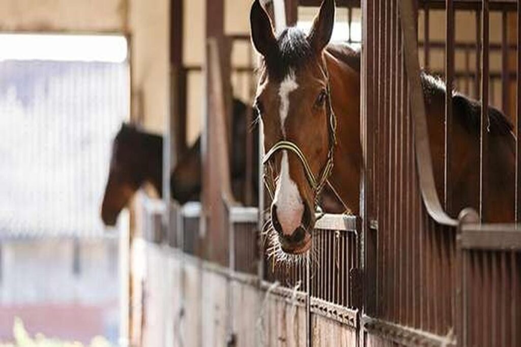 Can Horses Be Kept In Stalls All The Time