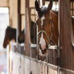 Can Horses Be Kept In Stalls All The Time