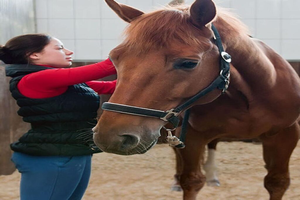 What Are The Common Feeding Mistakes For Horses