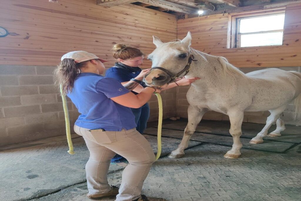 What Is The Importance Of Horse Vaccinations