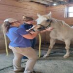 What Is The Importance Of Horse Vaccinations