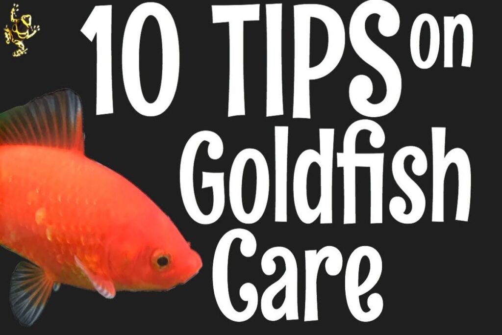 ﻿How To Care For A Goldfish