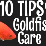 ﻿How To Care For A Goldfish