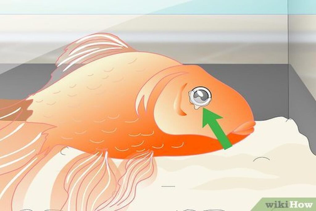 How To Tell If A Goldfish Is Sick