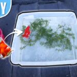 How To Breed Goldfish