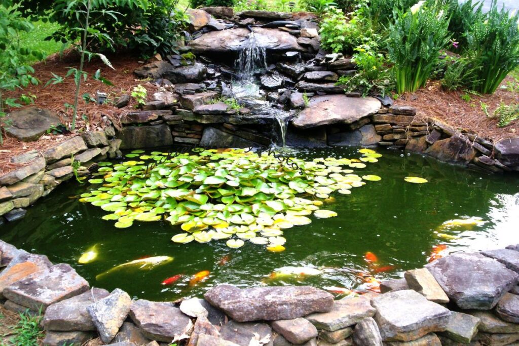 How To Set Up A Goldfish Pond