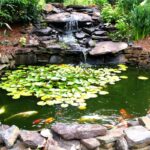 How To Set Up A Goldfish Pond