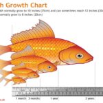 How Often Should I Feed My Goldfish