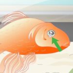 How To Tell If A Goldfish Is Sick