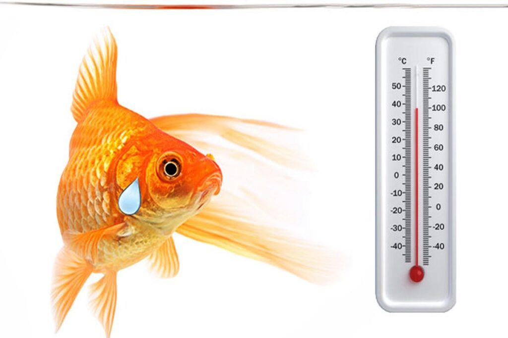 What Temperature Should A Goldfish Tank Be