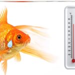 What Temperature Should A Goldfish Tank Be