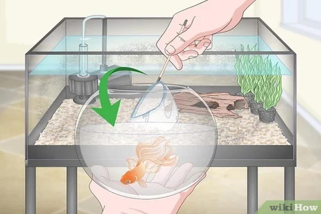 How To Clean A Goldfish Tank