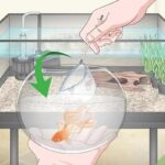 How To Clean A Goldfish Tank