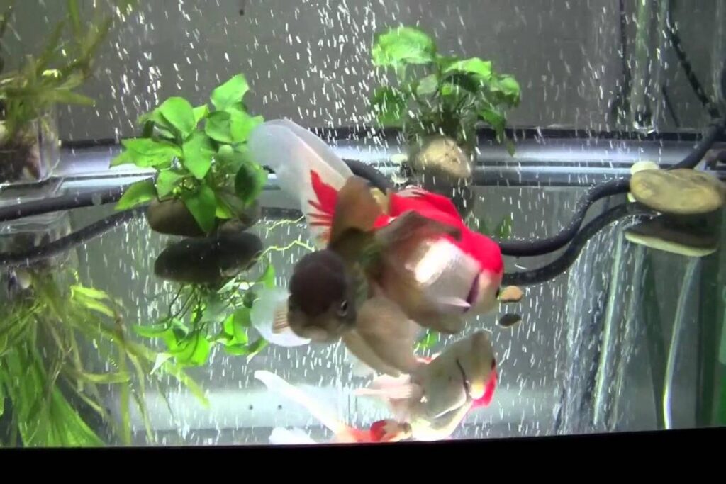 What Is The Best Filter For A Goldfish Tank