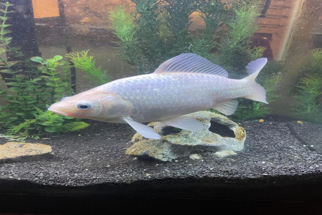 Why Is My Goldfish Turning White