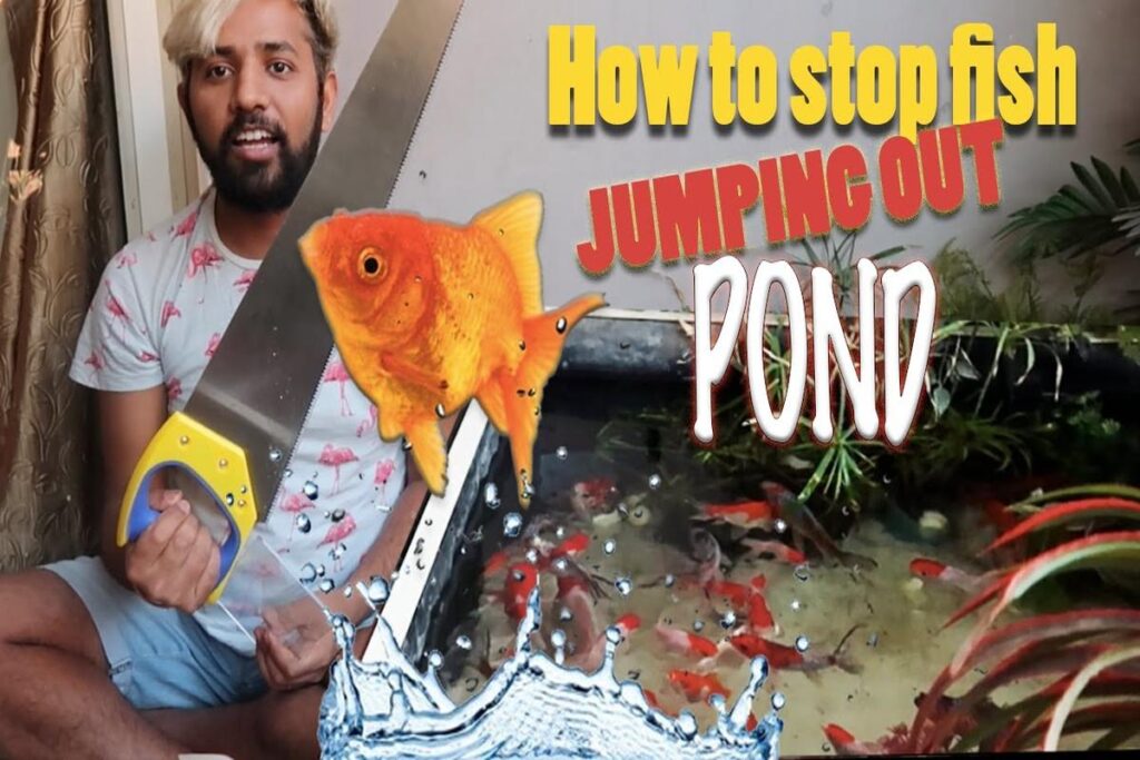 How To Prevent Goldfish From Jumping Out