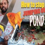 How To Prevent Goldfish From Jumping Out