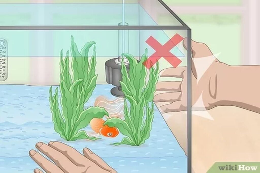 What Are The Signs Of A Healthy Goldfish