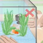 What Are The Signs Of A Healthy Goldfish