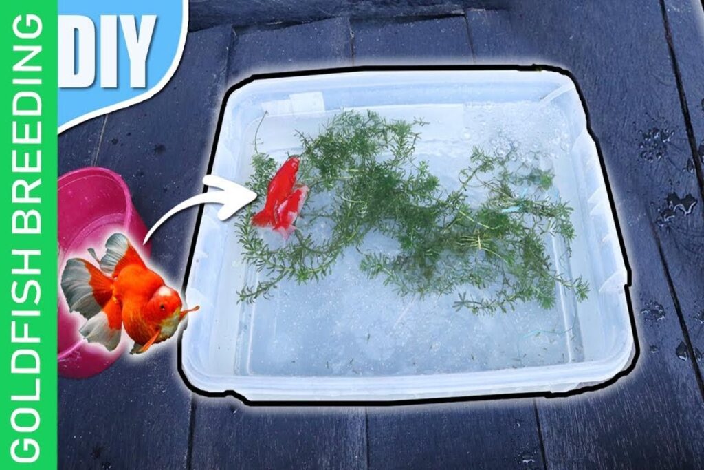 How To Breed Goldfish