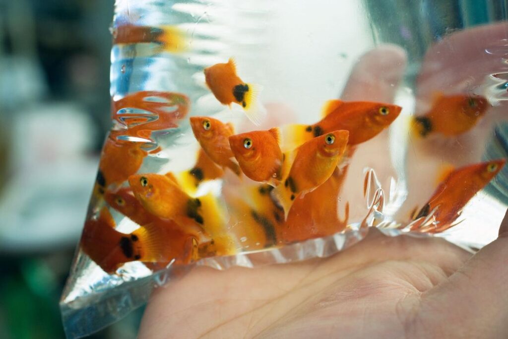 How To Acclimate Goldfish To A New Tank